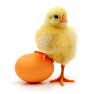 تخم مرغ خام در بدنسازی