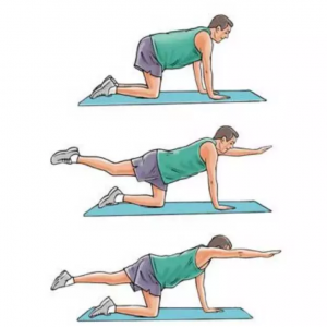 حرکت برد داگ برای تقویت عضلات مرکزی بدن